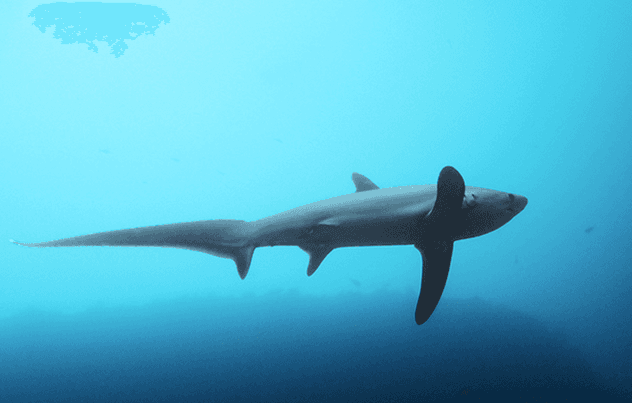 Monad Shoal dive site, Malapascua