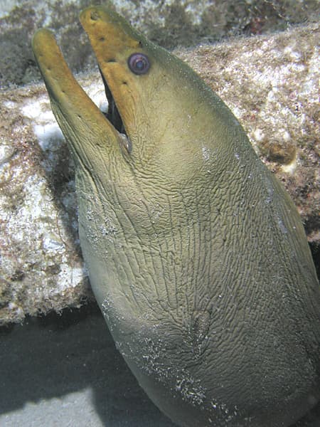 Green moray on the El Aguila wreck, Roatán