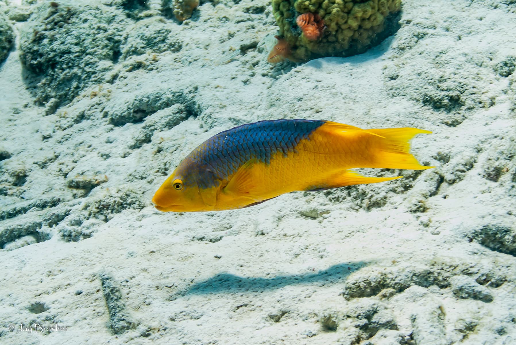 Buddy's Reef dive site, Bonaire