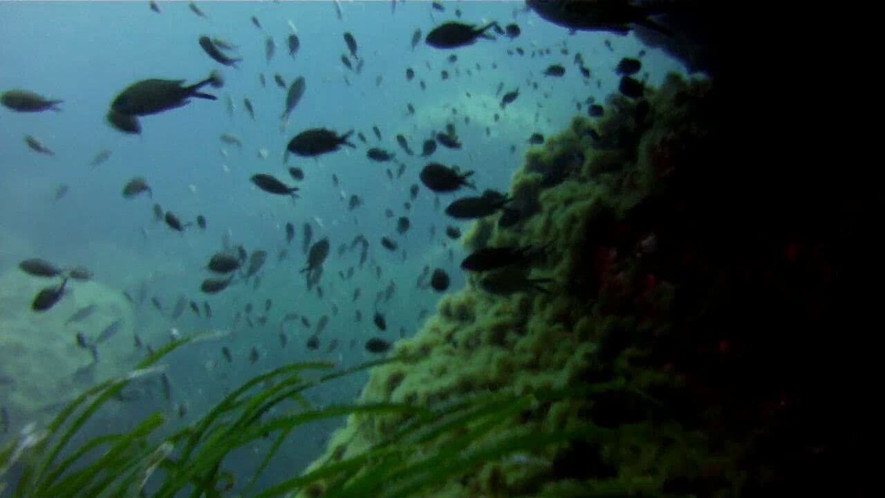 Cirkewwa Arch dive site, Malta / Gozo / Comino