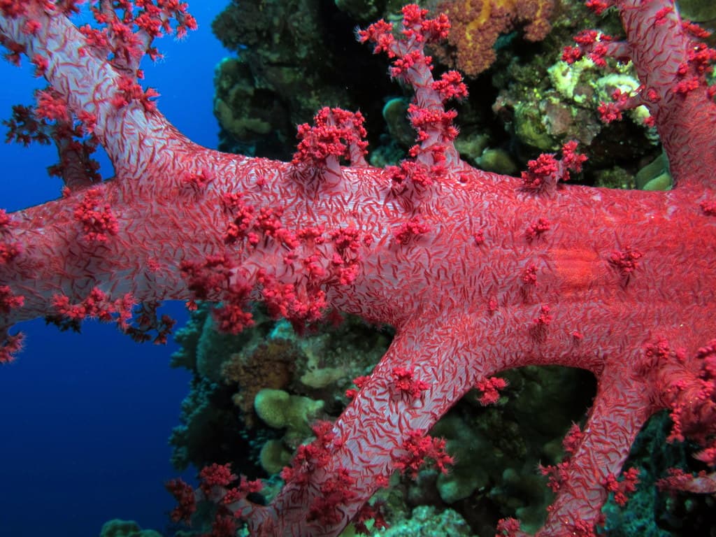 Elphinstone Reef dive site, Marsa Alam