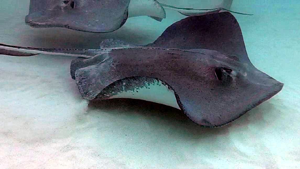 Southern stingrays at Stingray City, Grand Cayman