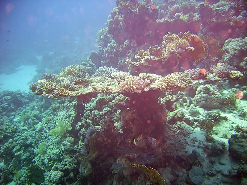 Jackfish Alley dive site, Ras Mohammed