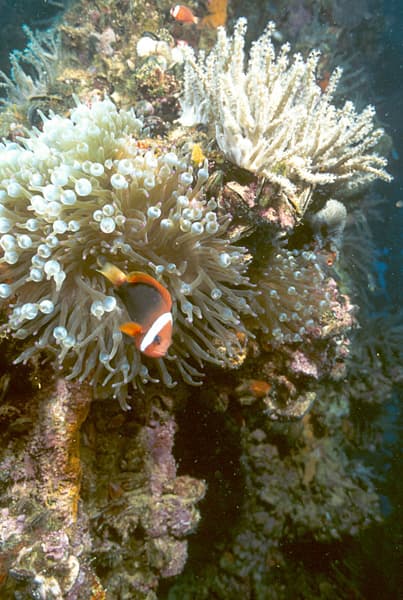 Anemonefish on the wreck of the tanker Iro, Palau