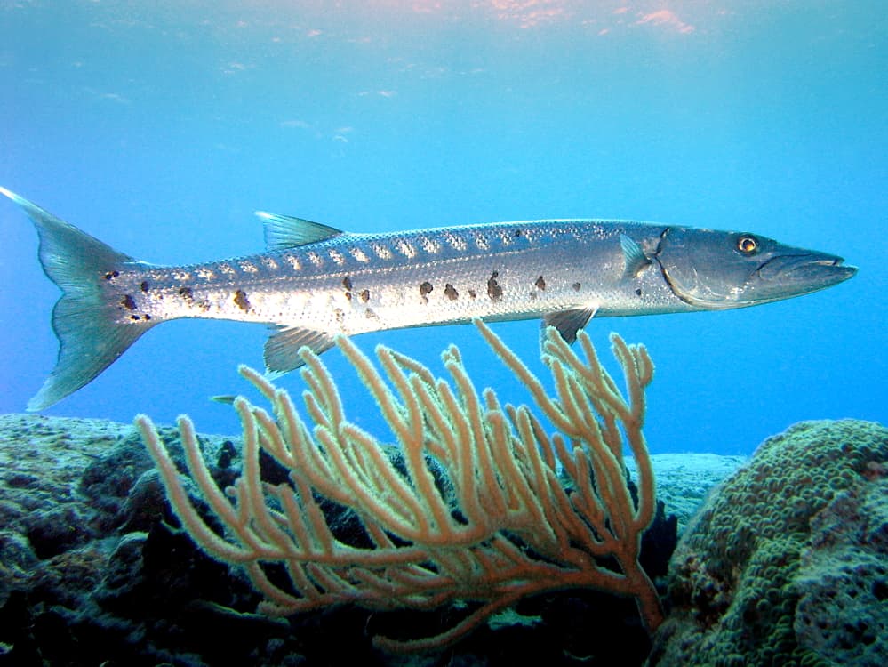 Paradise Reef Cozumel dive site, Cozumel, Mexico